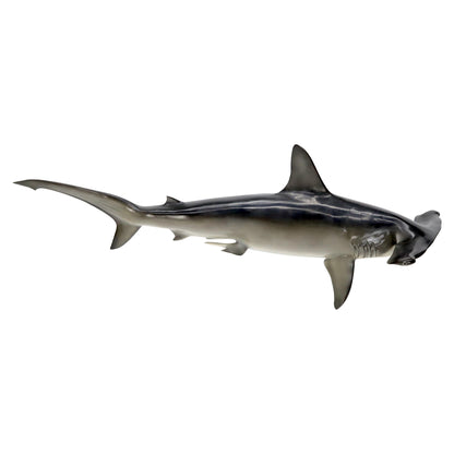 EstablishedLines Large Long Wall Hanging Sculpture of Hammerhead Shark Fish with Real Jaw Teeth