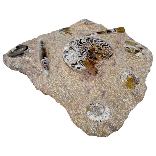 EstablishedLines Large Fossil Cluster Authentic Ammonite Plaque Sculpture