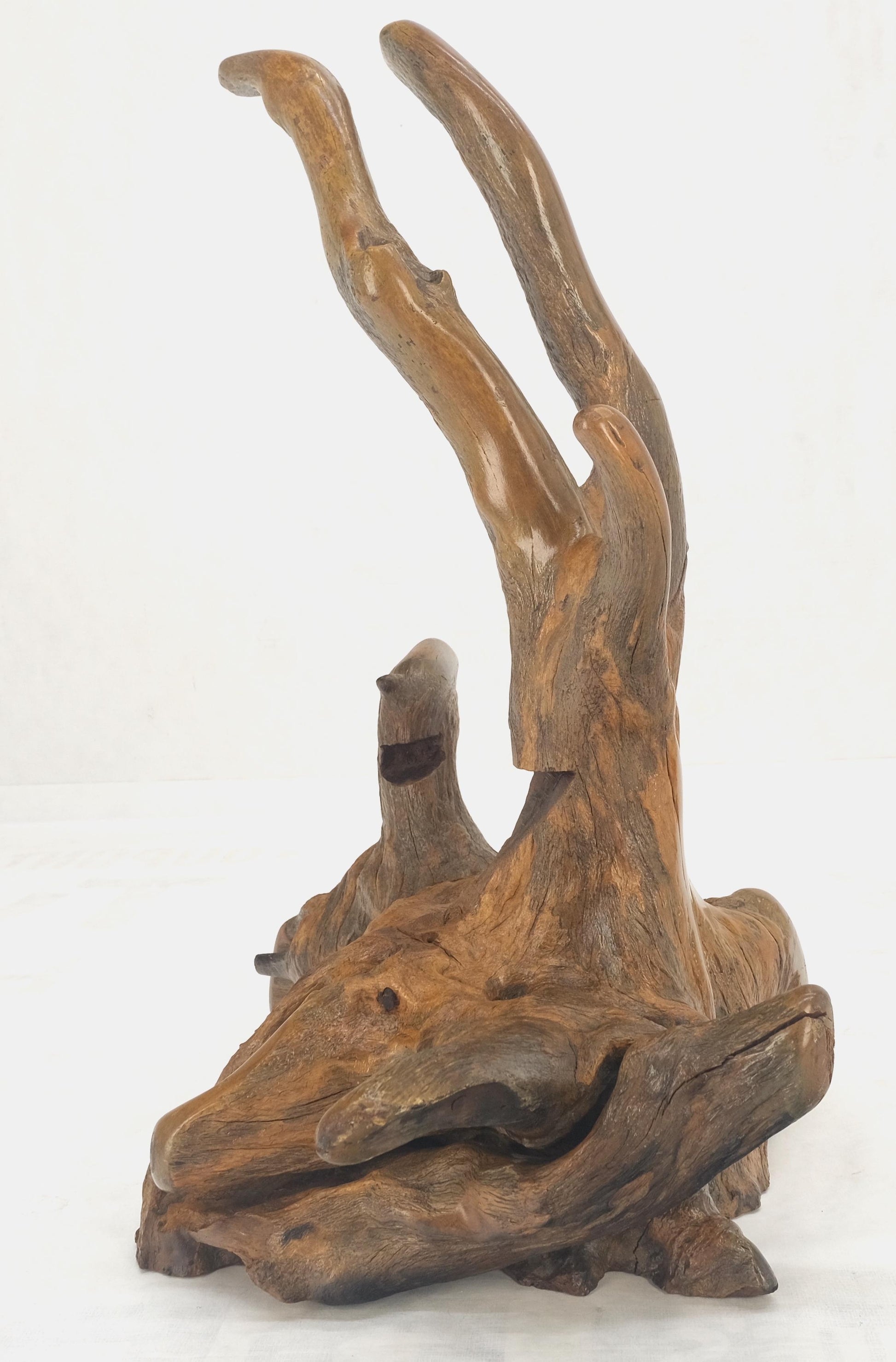 EstablishedLines Large 25" Tall Artist Signed Driftwood Root Burl Wood Natural Sculpture NICE!