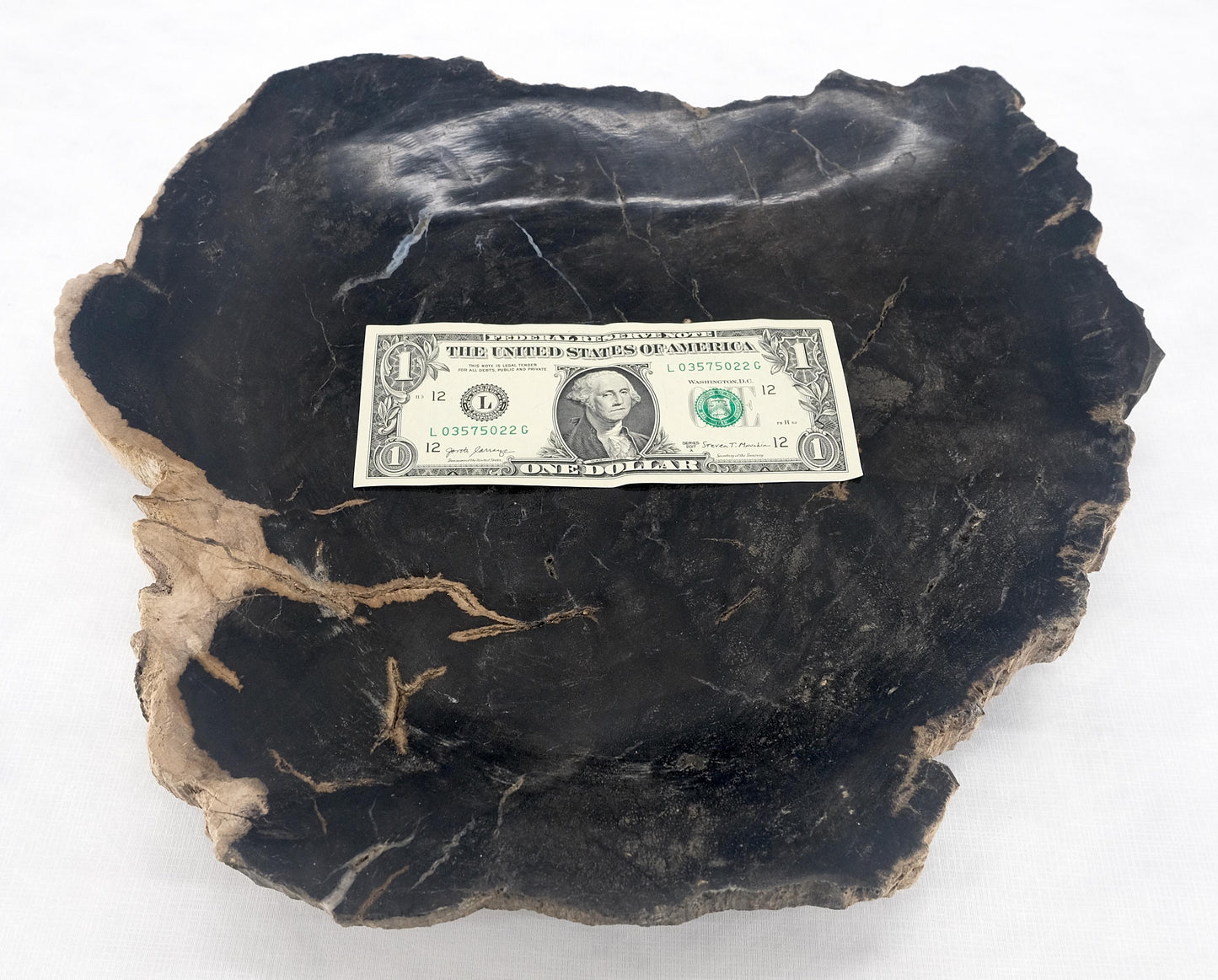 EstablishedLines Organic Leaf Shape Black & Tan Petrified Wood Tray Bowl Dish Plate Ashtray