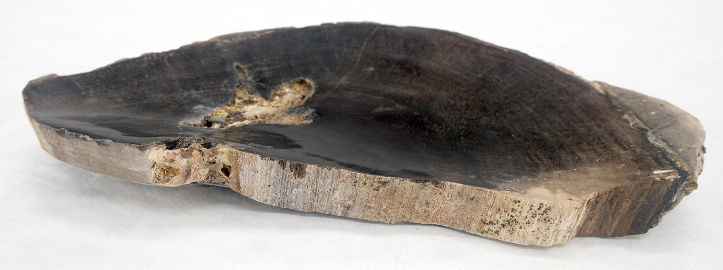 EstablishedLines Organic Half round Shape Black & Tan Petrified Wood Tray Bowl Dish Plate Ashtray