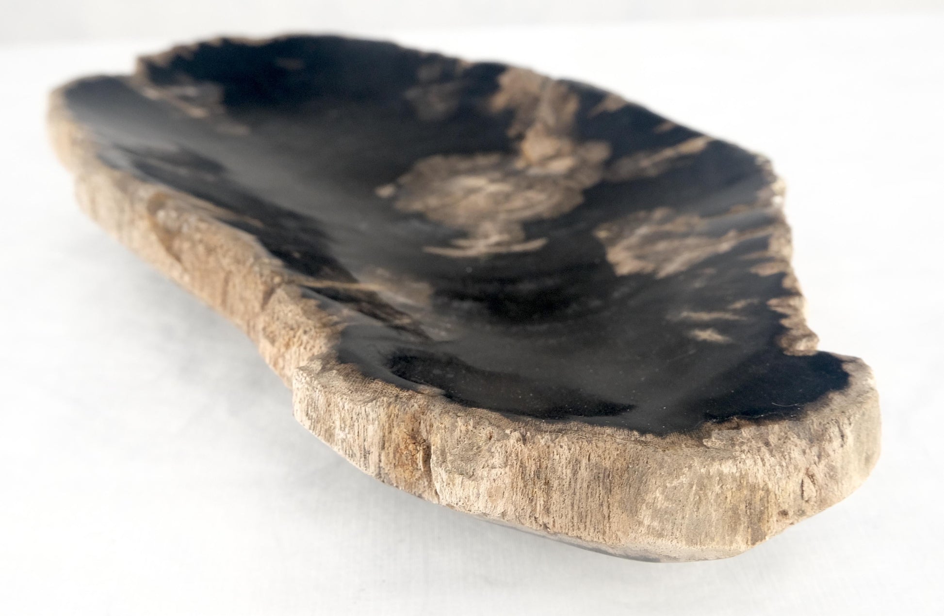 EstablishedLines Organic Brain Shape Black & Tan Petrified Wood Tray Bowl Dish Plate Ashtray