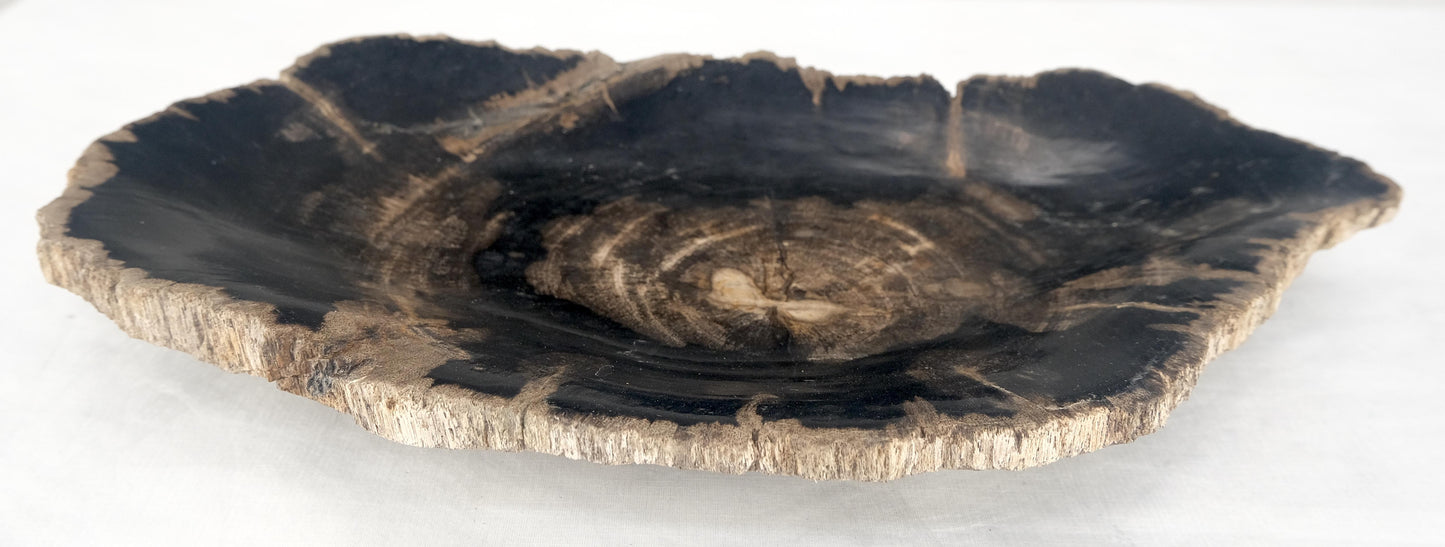 EstablishedLines Organic Oyster Shape Black & Tan Petrified Wood Tray Bowl Dish Plate Ashtray