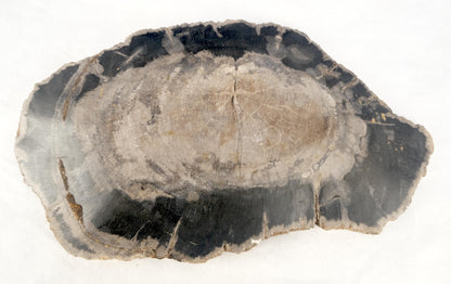 EstablishedLines Organic Oyster Shape Black & Tan Petrified Wood Tray Bowl Dish Plate Ashtray