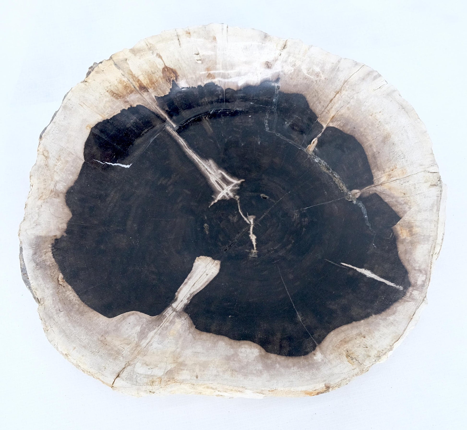 EstablishedLines Petrified Wood Round Black & Beige Bowl Dish Large Plate
