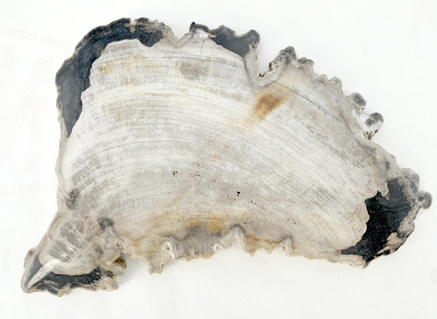 EstablishedLines Petrified Wood Antarctica Shape Solid Black & Tanl Bowl Dish Large Plate Ashtray