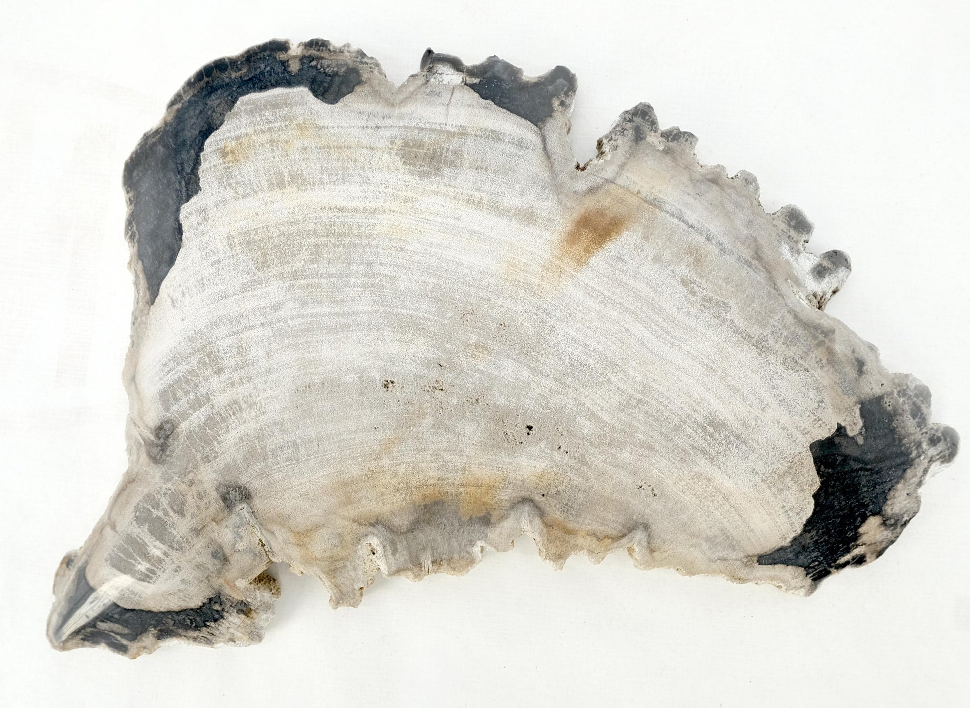 EstablishedLines Petrified Wood Antarctica Shape Solid Black & Tanl Bowl Dish Large Plate Ashtray