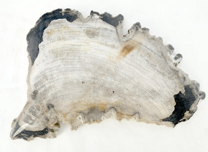 EstablishedLines Petrified Wood Antarctica Shape Solid Black & Tanl Bowl Dish Large Plate Ashtray
