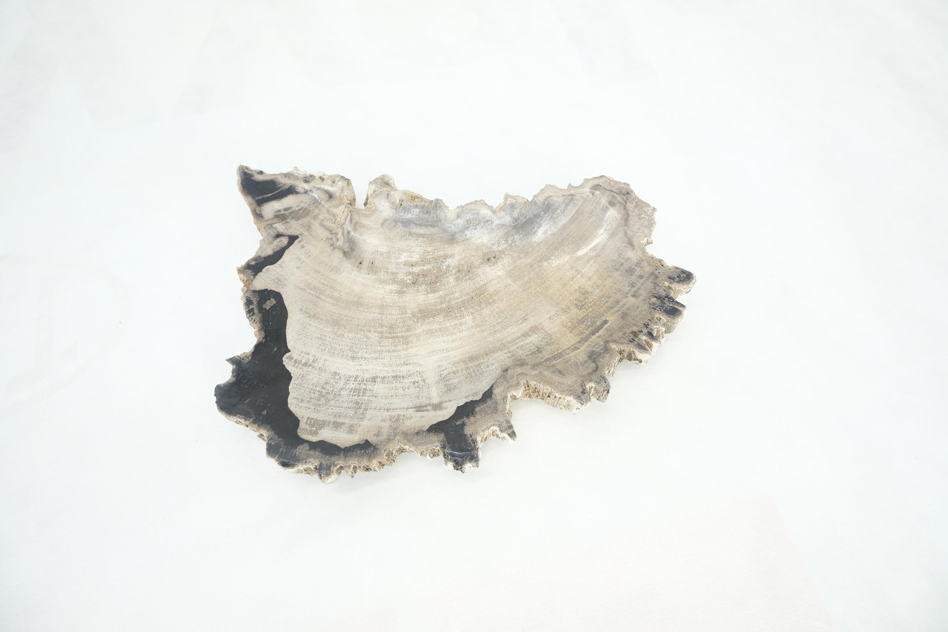 EstablishedLines Petrified Wood Antarctica Shape Solid Black & Tanl Bowl Dish Large Plate Ashtray