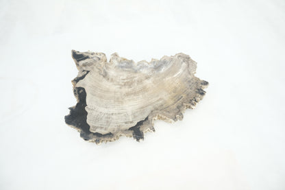 EstablishedLines Petrified Wood Antarctica Shape Solid Black & Tanl Bowl Dish Large Plate Ashtray