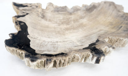 EstablishedLines Petrified Wood Antarctica Shape Solid Black & Tanl Bowl Dish Large Plate Ashtray