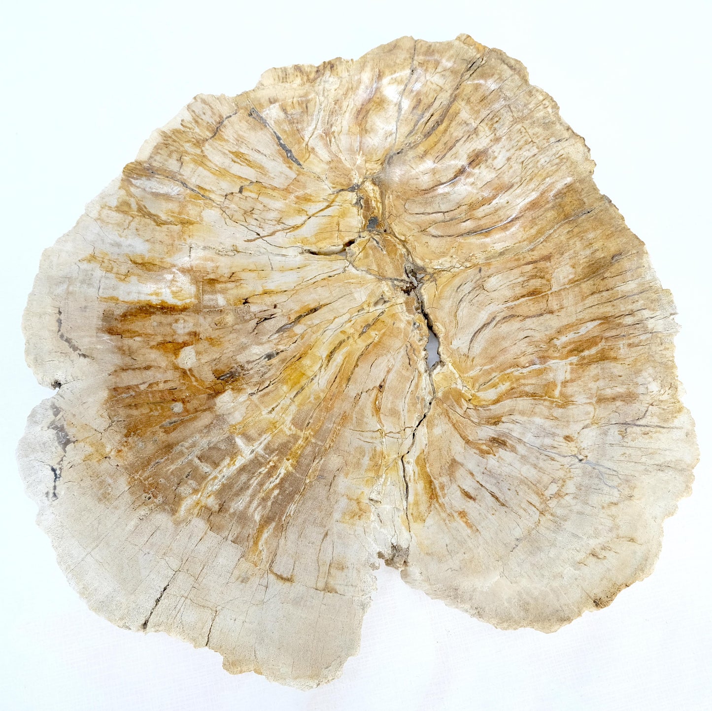 Petrified Wood Round Shape Tan & Amber Oval Bowl Dish Large Plate Ashtray