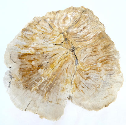 Petrified Wood Round Shape Tan & Amber Oval Bowl Dish Large Plate Ashtray