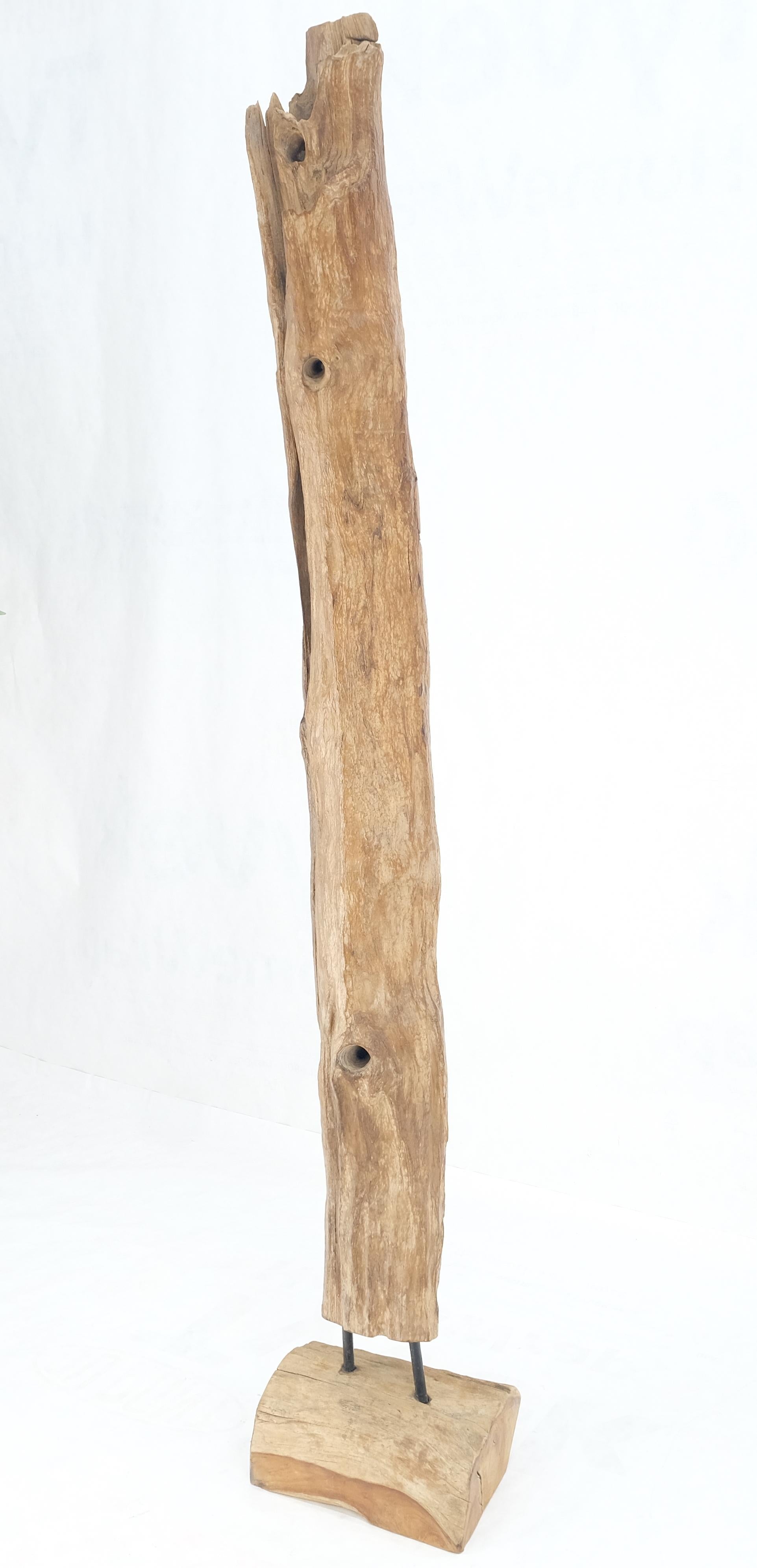 EstablishedLines 78" Tall & Narrow Natural Art Light Driftwood Specimen Sculpture on Wooden Base