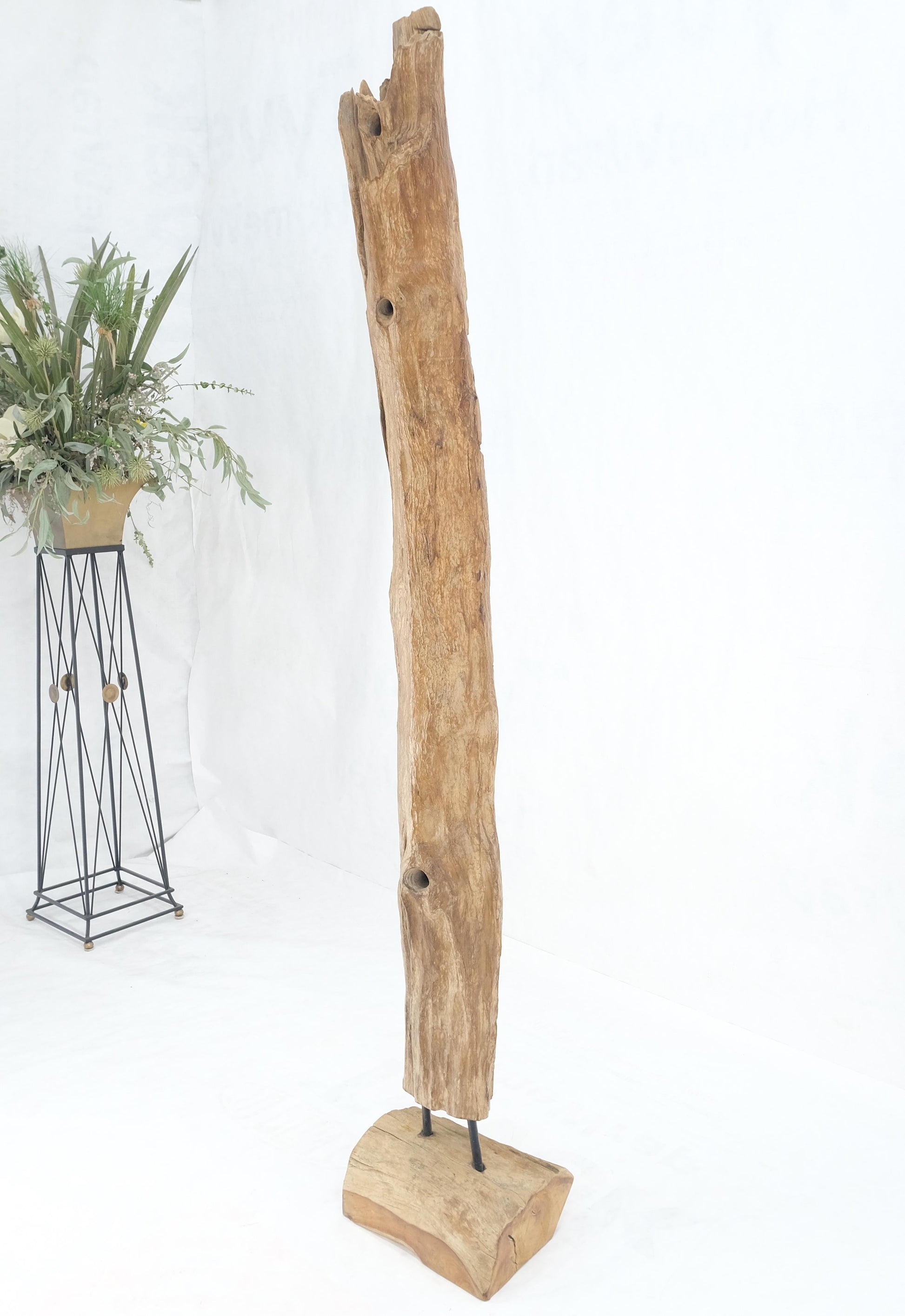 EstablishedLines 78" Tall & Narrow Natural Art Light Driftwood Specimen Sculpture on Wooden Base