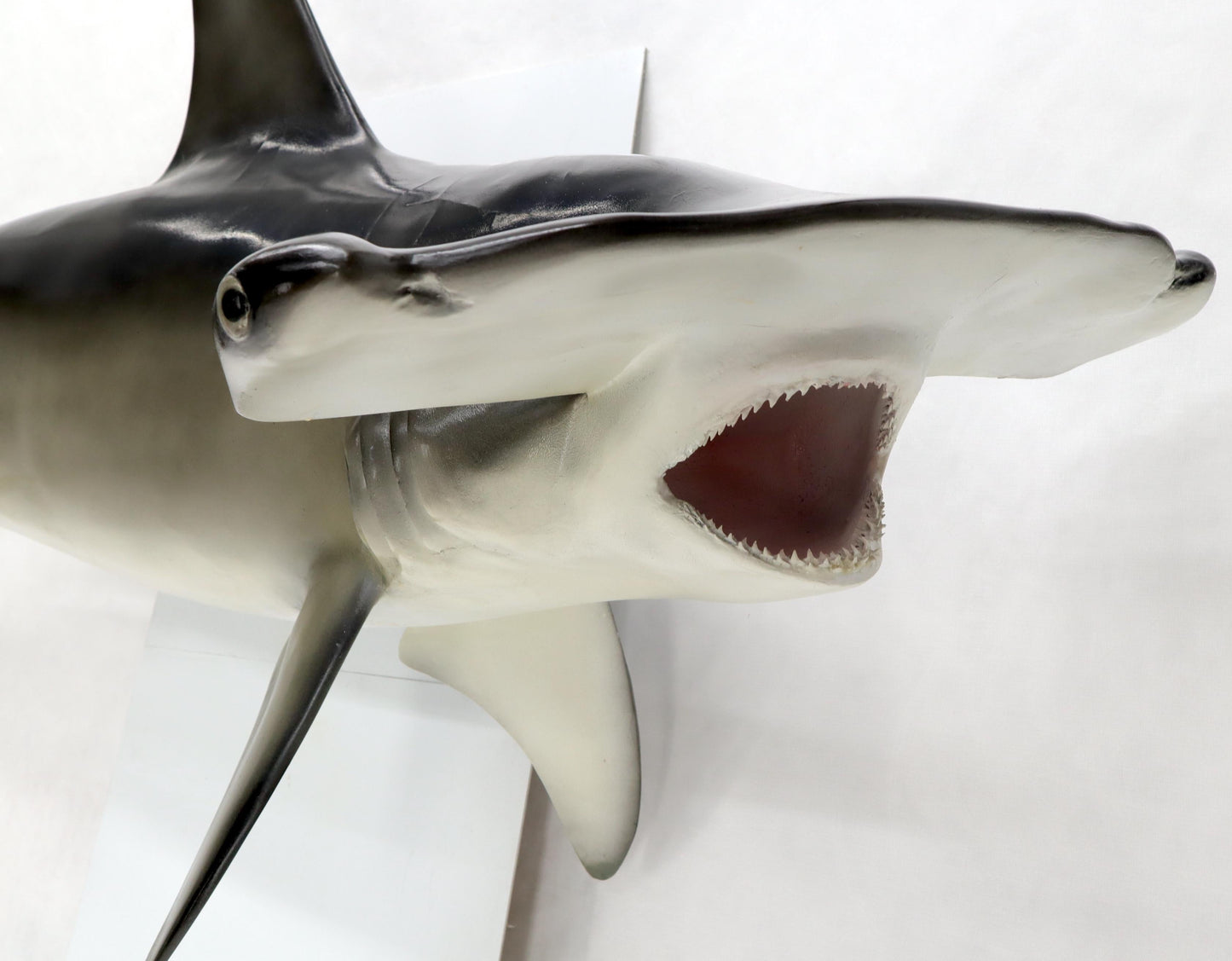 EstablishedLines Large Long Wall Hanging Sculpture of Hammerhead Shark Fish with Real Jaw Teeth