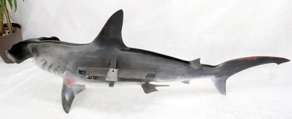 EstablishedLines Large Long Wall Hanging Sculpture of Hammerhead Shark Fish with Real Jaw Teeth
