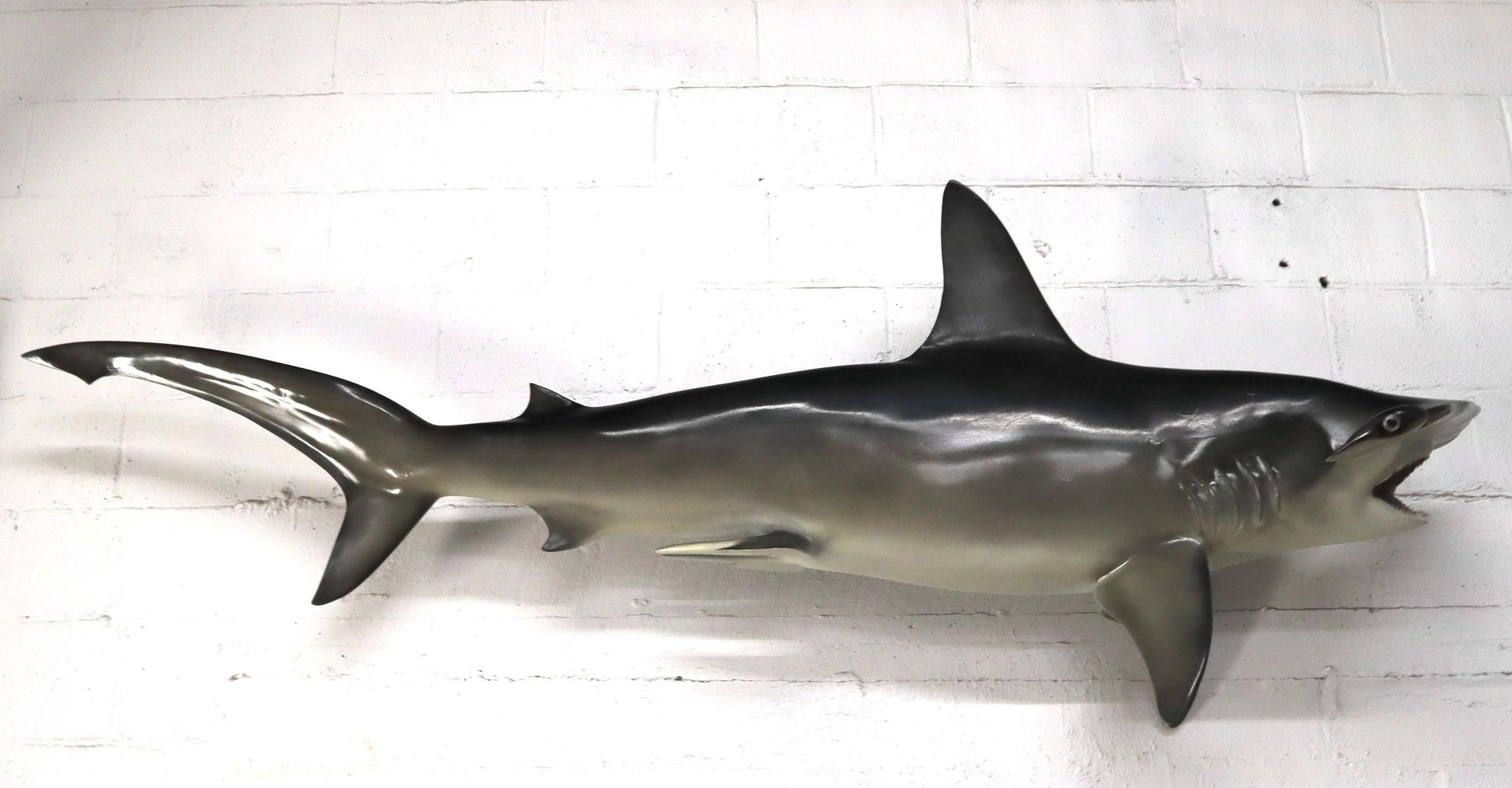 EstablishedLines Large Long Wall Hanging Sculpture of Hammerhead Shark Fish with Real Jaw Teeth