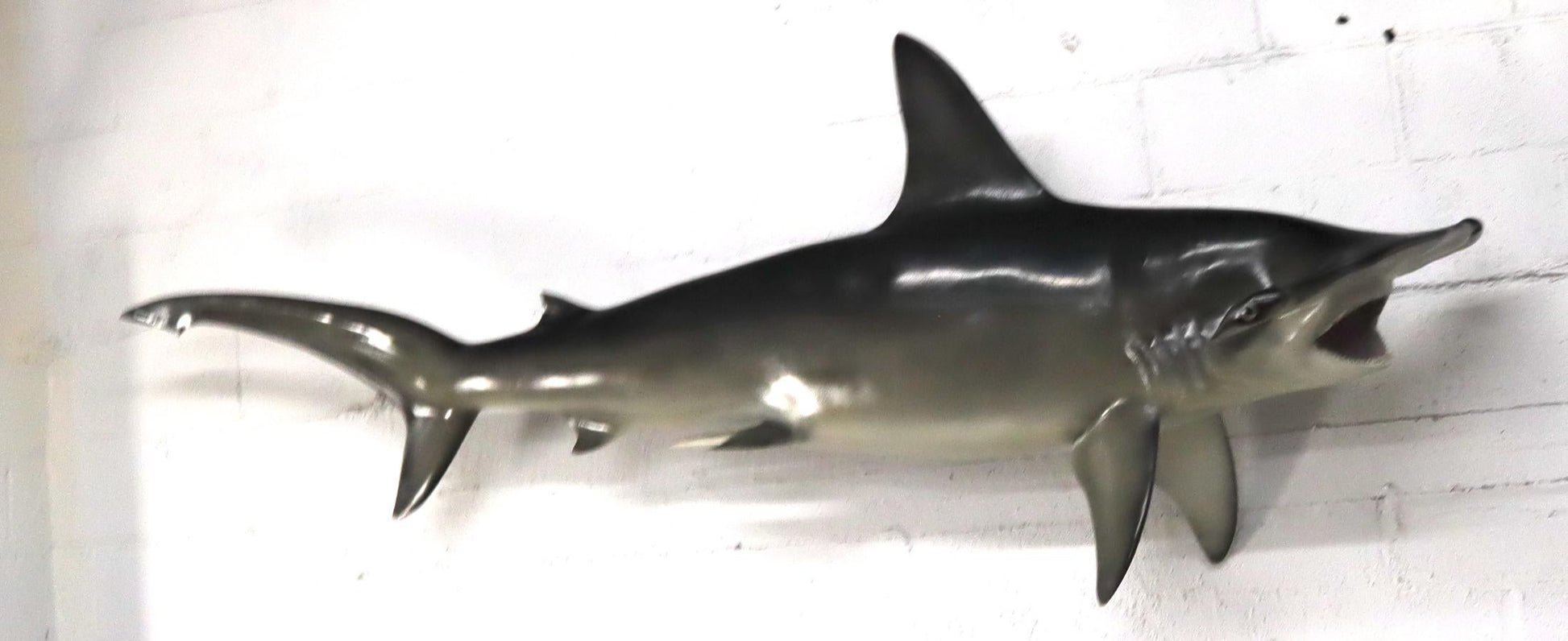 EstablishedLines Large Long Wall Hanging Sculpture of Hammerhead Shark Fish with Real Jaw Teeth
