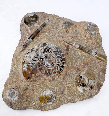 Large Fossil Cluster Authentic Ammonite Plaque Sculpture