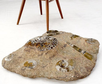 Large Fossil Cluster Authentic Ammonite Plaque Sculpture